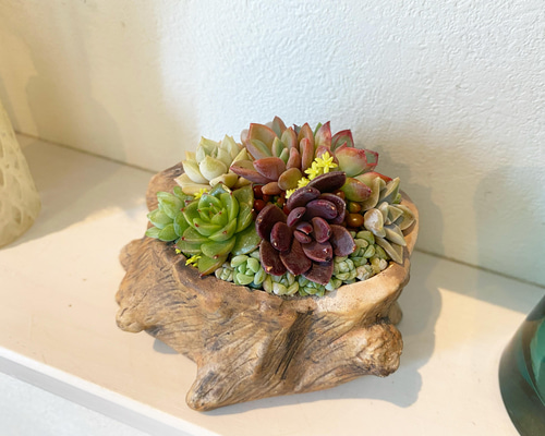 ★多肉植物　寄せ植え〜手作り　木製手押しカート　アイスクリーム屋さん〜★ HABITER 多肉 植物 寄せ植え 鉢 プランター アイスクリーム