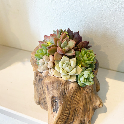 流木風石鉢・多肉植物鉢・寄せ植え鉢・庭石・オブジェ・ガーデニング