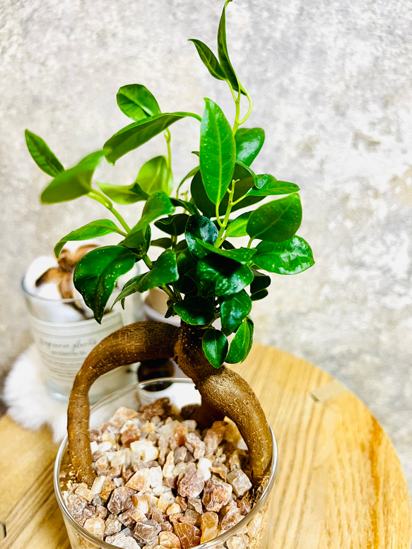 楽天市場】土を使わない観葉植物 ミニ観葉植物 ゼオライト植え