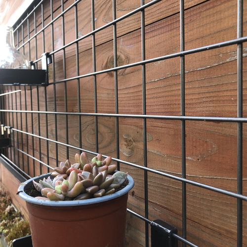 アイアンメッシュ枠 植物飾り コレクション飾り インダストリアルな