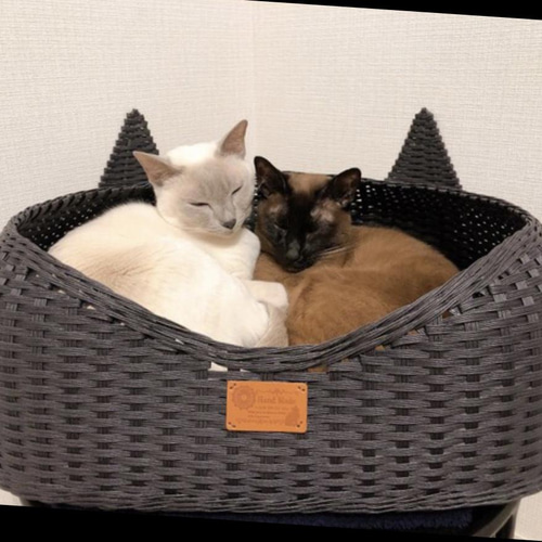 ごろ猫 猫小町カラー 金魚 オレンジ | ペティオ オンライン ショップ本店