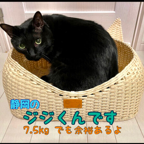 取り合いする程人気❣️Lサイズ❣️6.5キロ超えたらこちら 耳付き猫 