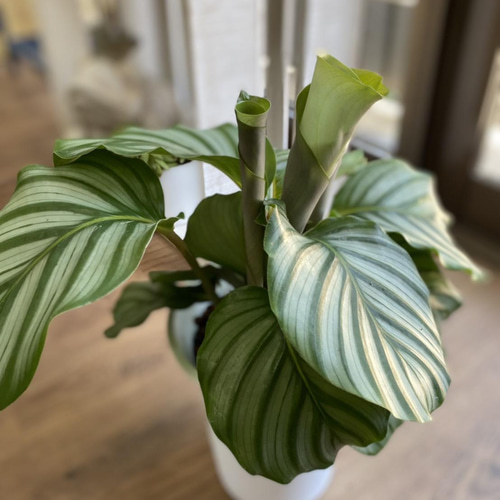 観葉植物】カラテア オルビフォリア 6号 401 送料無料 その他