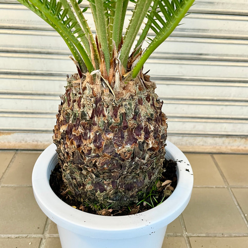 【安心の生産者仕入れ】ソテツ　真っ直ぐどっしり美株7号中株⚪︎ 美株 蘇轍 ソテツ Cycas revoluta その他インテリア雑貨 PLANTS