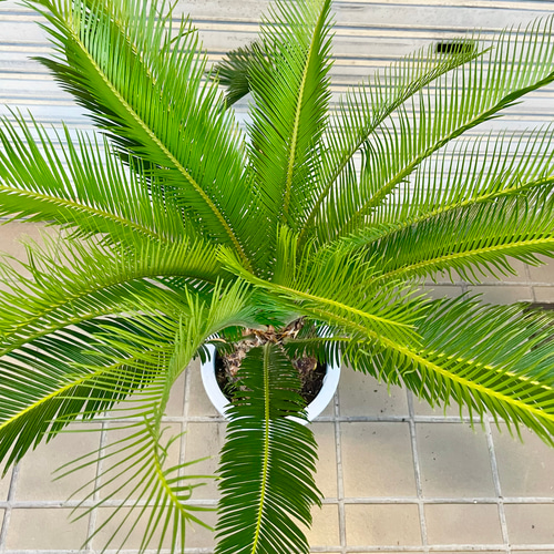 美株 蘇轍 ソテツ Cycas revoluta その他インテリア雑貨 PLANTS