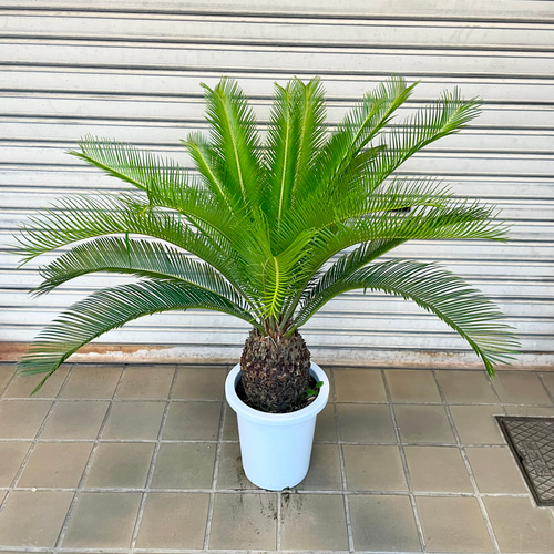 【安心の生産者仕入れ】ソテツ　真っ直ぐどっしり美株7号中株⚪︎ 美株 蘇轍 ソテツ Cycas revoluta その他インテリア雑貨 PLANTS
