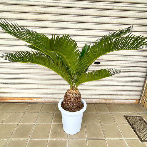 美株 蘇轍 ソテツ Cycas revoluta その他インテリア雑貨 PLANTS
