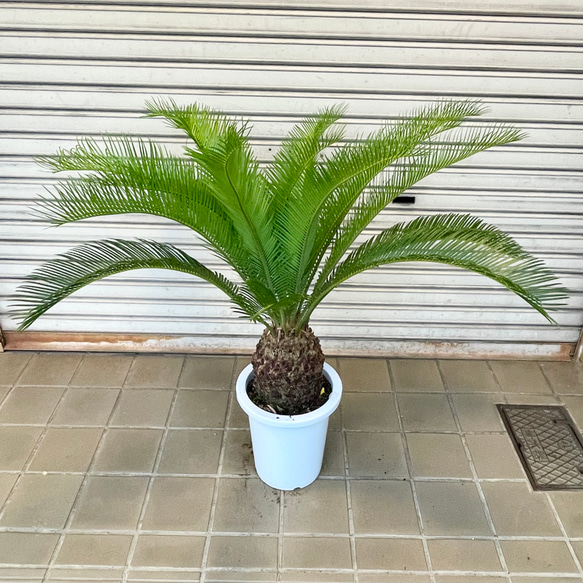 美株 蘇轍 ソテツ Cycas revoluta その他インテリア雑貨 PLANTS SHOP