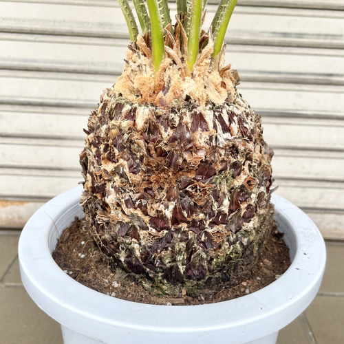 美株 蘇轍 ソテツ Cycas revoluta その他インテリア雑貨 PLANTS