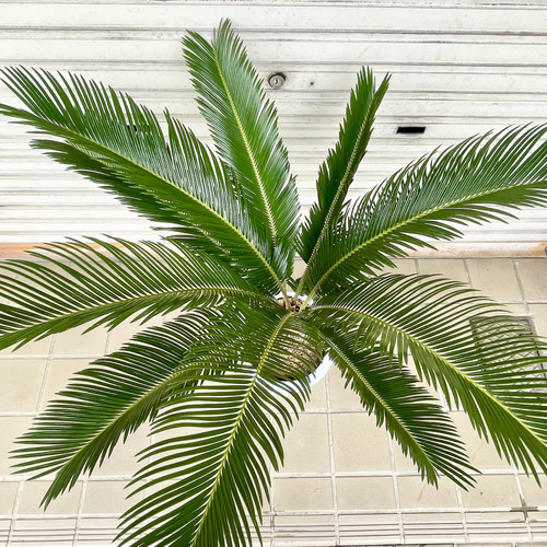 美株 蘇轍 ソテツ Cycas revoluta その他インテリア雑貨 PLANTS