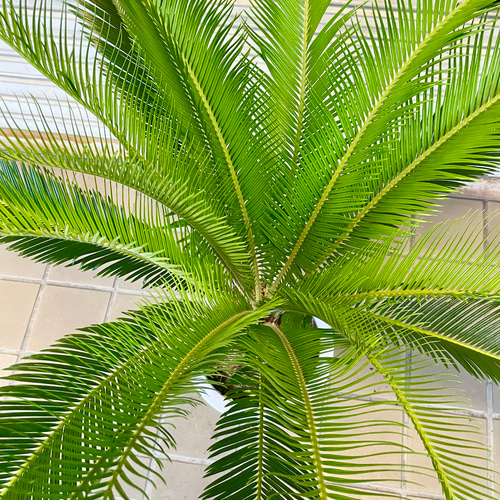【安心の生産者仕入れ】ソテツ　真っ直ぐどっしり美株7号中株⚪︎ 美株 蘇轍 ソテツ Cycas revoluta その他インテリア雑貨 PLANTS