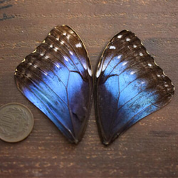 モルフォ蝶の羽　現物（C2） 2枚目の画像