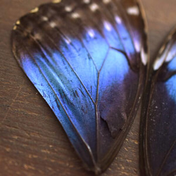 モルフォ蝶の羽　現物（C2） 1枚目の画像