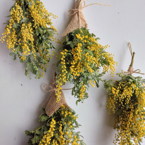 ミモザのドライフラワー（スワッグ） スワッグ nyao-mery 通販