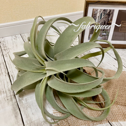 エアープランツ・多肉》〜フェイクグリーン〜（流木オブジェ）＊光触媒