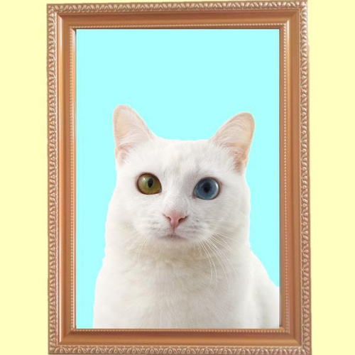 白猫オッドアイ」 額装写真 A4判 フォトフレーム・写真立て くみこ