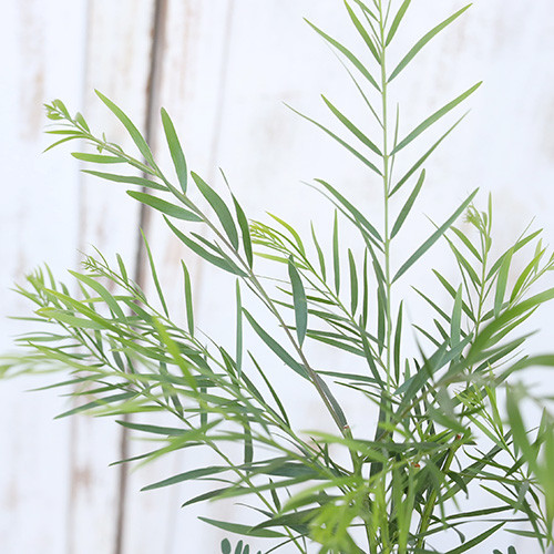 ミモザアカシア　プルプレア　樽型鉢植え　苗　シンボルツリー ミモザアカシア プルプレア 樽型鉢植え 苗 シンボルツリー