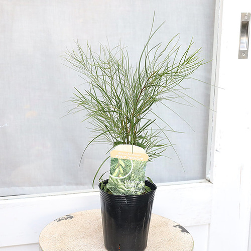 再入荷常緑苗木 アカシア ミモザ デアネイ パールアカシア プルプレア