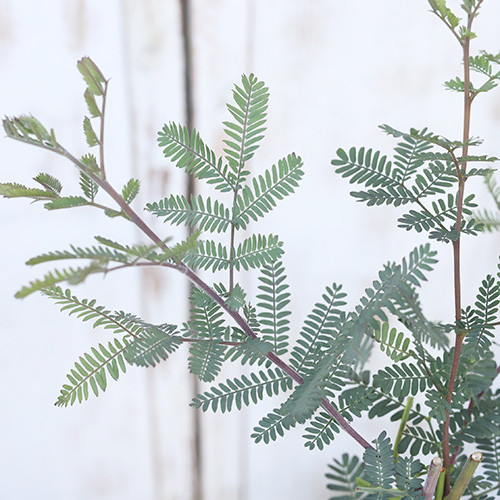 和ママ様フレッシュミモザ枝② - メルカリ M様フレッシュミモザ枝