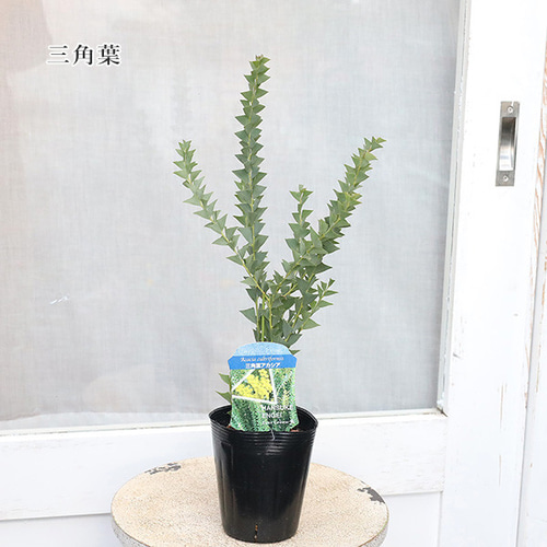 ミモザアカシア　プルプレア　樽型鉢植え　苗　シンボルツリー ミモザアカシア プルプレア 樽型鉢植え 苗 シンボルツリー 2025年最新