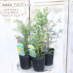 再入荷常緑苗木 アカシア ミモザ デアネイ パールアカシア