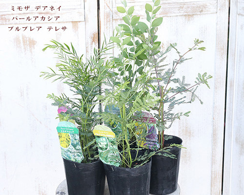 HN53ページ♡　パールアカシア　陶器鉢植え　苗　ミモザ　シンボルツリー 楽天市場】アカシア 3.5寸 苗木 シンボルツリー 庭木に ミモザ