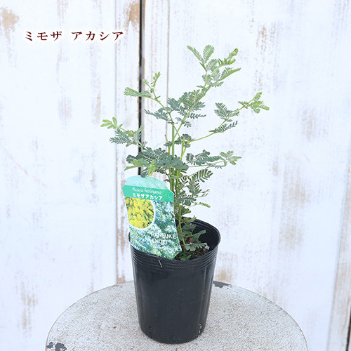 ミモザアカシア　プルプレア　樽型鉢植え　苗　シンボルツリー ミモザアカシア プルプレア 樽型鉢植え 苗 シンボルツリー