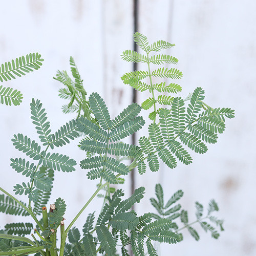 再入荷常緑苗木 アカシア ミモザ デアネイ パールアカシア プルプレア