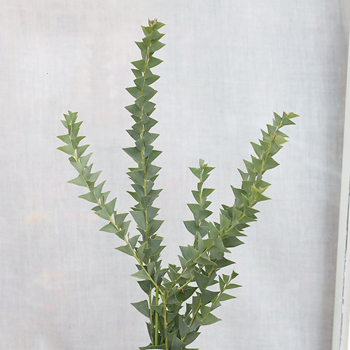 ミモザアカシア　プルプレア　樽型鉢植え　苗　シンボルツリー ミモザアカシア プルプレア 樽型鉢植え 苗 シンボルツリー