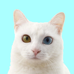 「白猫オッドアイ」 額装写真 A4判 & 2L判(写真のみ2枚)　 1枚目の画像