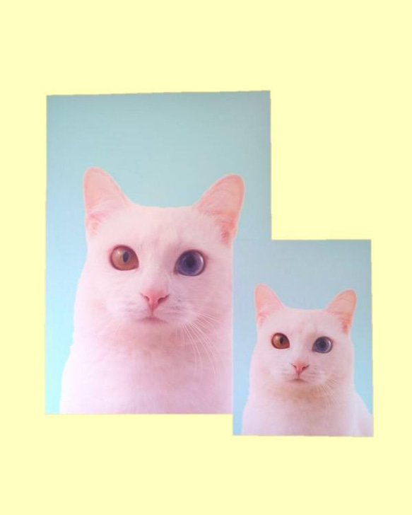 「白猫オッドアイ」 額装写真 A4判 & 2L判(写真のみ2枚)　 2枚目の画像