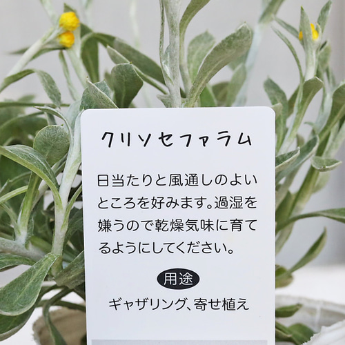 花苗 クリソセファラム 2.5号 多年草 四季咲き イエロー カラーリーフ