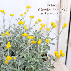 花鉢 ミモザ 銀葉 アカシア ダークアイ 5号ポット その他インテリア