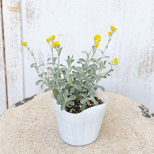 花苗 クリソセファラム 2.5号ポット 多年草 四季咲き シルバーリーフ