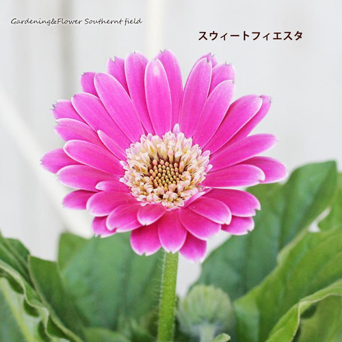 花苗 宿根 ガーベラ ガルビネア 3.5号 四季咲き 多年草 丈夫