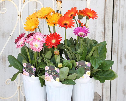 f676035a17883246fc441d57d1f74b