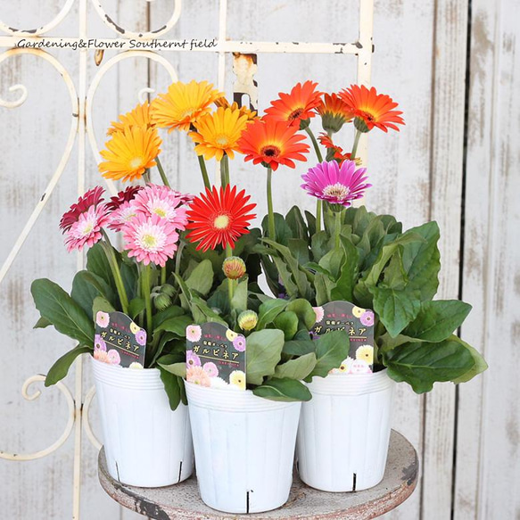 花苗 宿根 ガーベラ ガルビネア 3.5号 四季咲き 多年草 丈夫