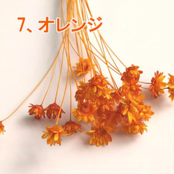 【 新色あり 】小分け スターフラワーブロッサム / ドライフラワー マルセラ 髪飾り 小花 ハンドメイド 8枚目の画像