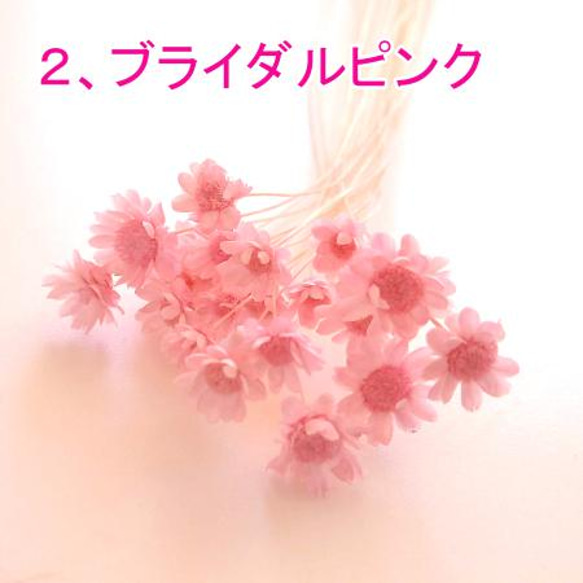 【 新色あり 】小分け スターフラワーブロッサム / ドライフラワー マルセラ 髪飾り 小花 ハンドメイド 3枚目の画像