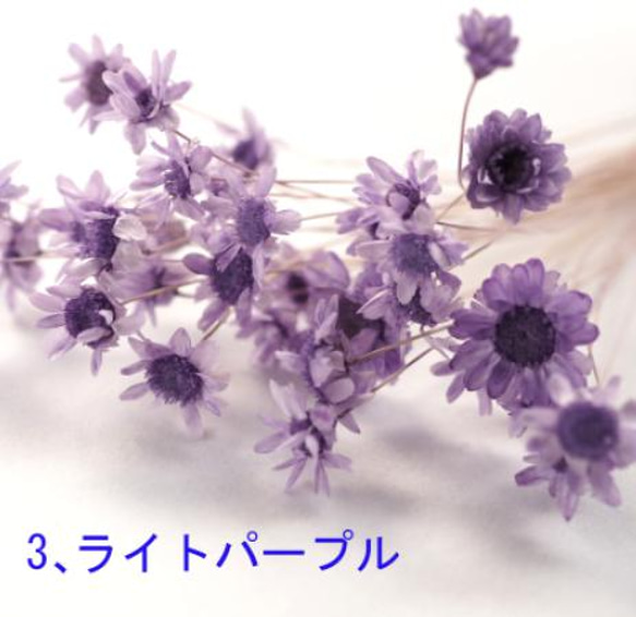【 新色あり 】小分け スターフラワーブロッサム / ドライフラワー マルセラ 髪飾り 小花 ハンドメイド 4枚目の画像