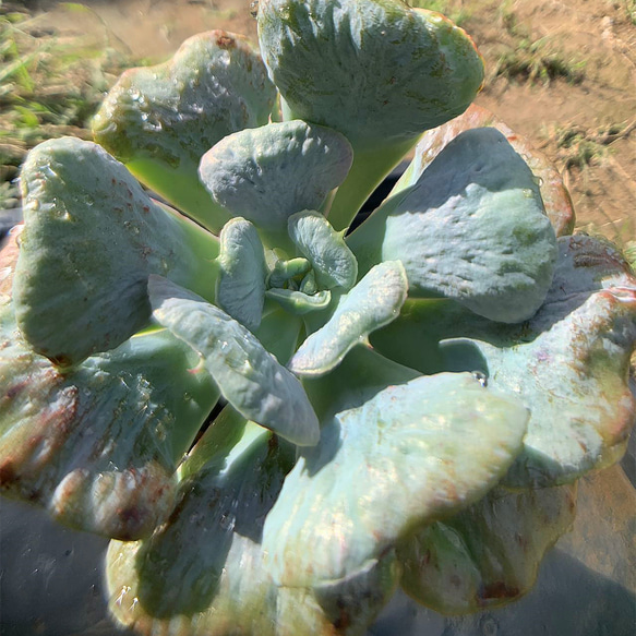 341.多肉植物 寄せ植え エケベリア属 パゴダ Echeveria 'Pagoda'　美苗　抜き苗 3枚目の画像