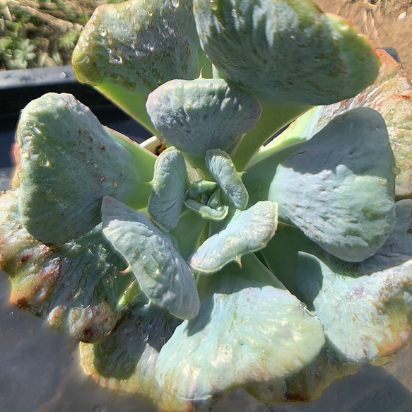 341.多肉植物 寄せ植え エケベリア属 パゴダ Echeveria 'Pagoda'　美苗　抜き苗 4枚目の画像