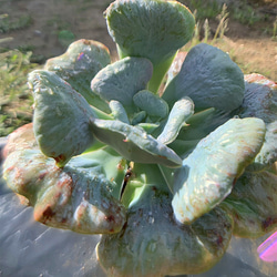 341.多肉植物 寄せ植え エケベリア属 パゴダ Echeveria 'Pagoda'　美苗　抜き苗 2枚目の画像