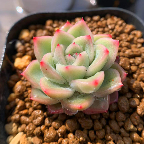 343.多肉植物 寄せ植え エケベリア属 ドリームシャドー 新品種 抜き苗