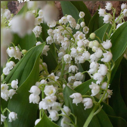 ご予約25日迄・すずらんのbouquet。生花。母の日。5月1日のみ 3枚目の画像