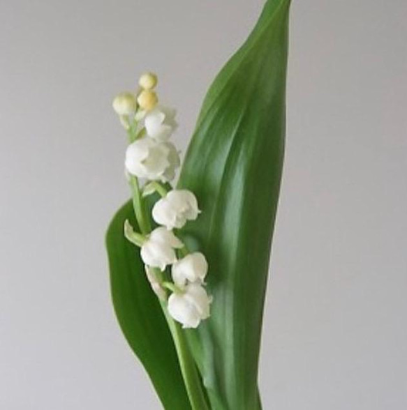 ご予約25日迄・すずらんのbouquet。生花。母の日。5月1日のみ 2枚目の画像