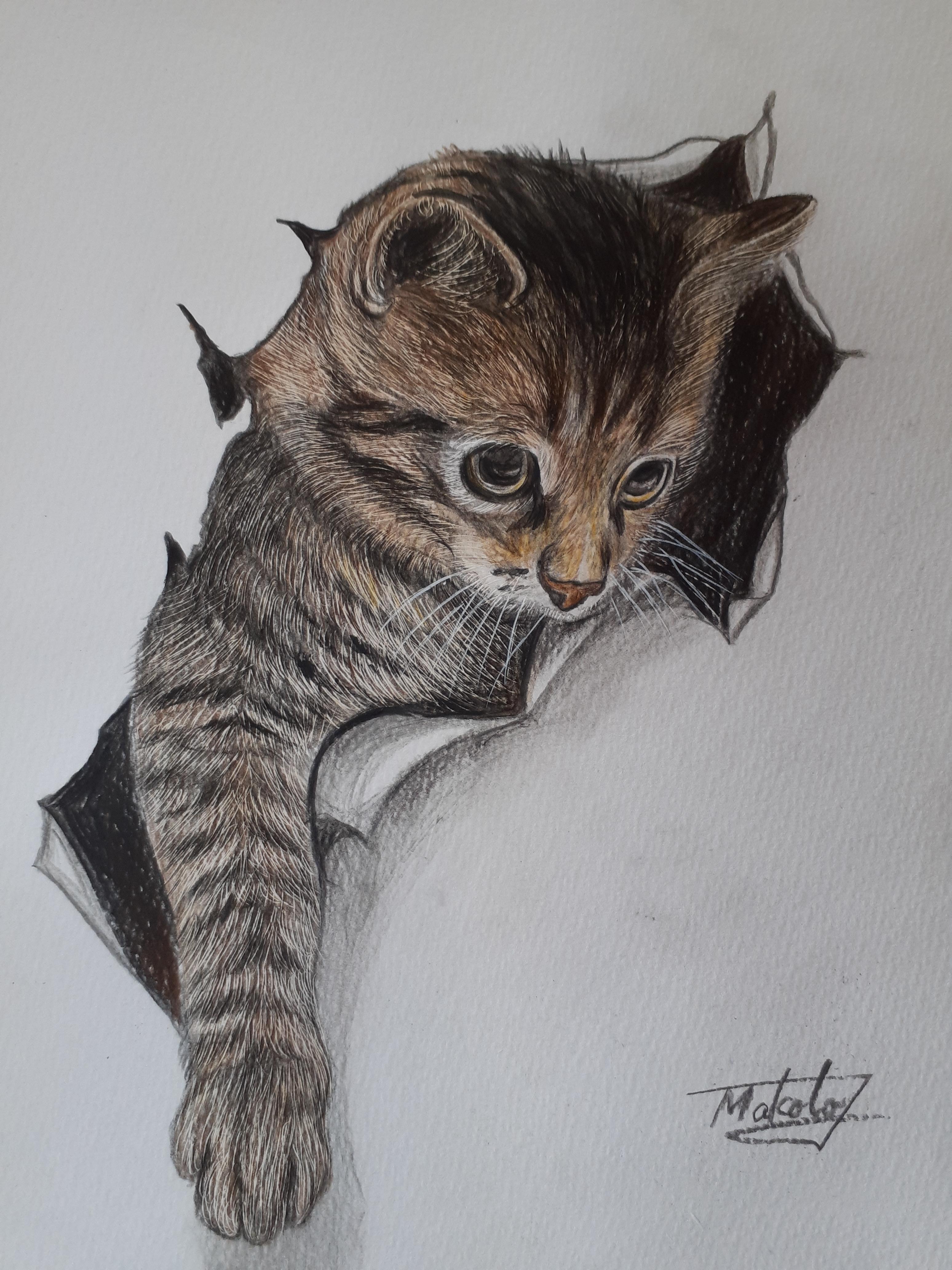 色鉛筆画 覗き猫 絵画 makochin 通販 13703981｜Creema(クリーマ)