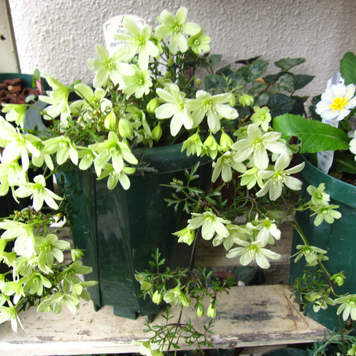 わけあり半額！植え替え済み☆クレマチス ペトリエイ☆ 5号大株