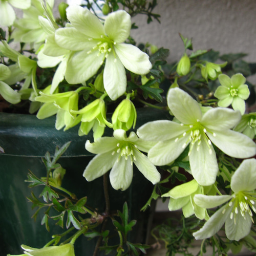 わけあり半額！植え替え済み☆クレマチス ペトリエイ☆ 5号大株