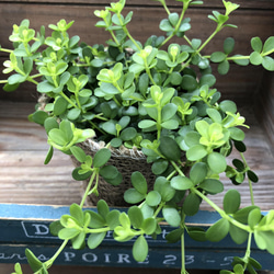 デピーナ♡ペペロミア♡入手困難♡観葉植物 10枚目の画像